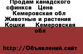 Продам канадского сфинкса › Цена ­ 1 500 - Кемеровская обл. Животные и растения » Кошки   . Кемеровская обл.